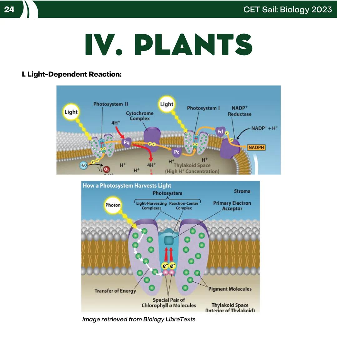 CET
SAIL!
with
SCIENCE
VOLUME 2: SCIENCE
I. Biology (1st Half) CET sail with
SCIENCE
Topic Outline
I. Biology
1. Branches of Biology
2. Cell