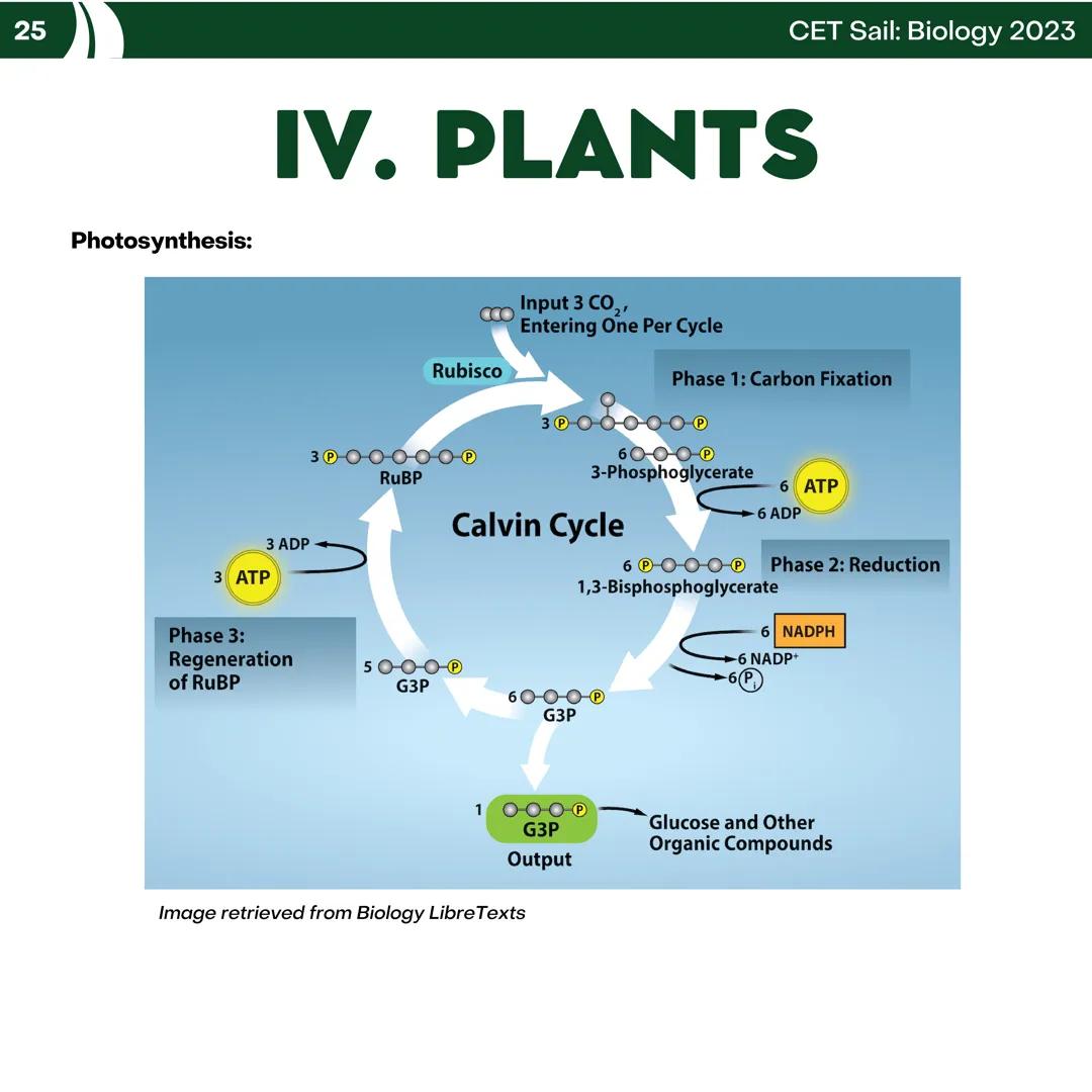 CET
SAIL!
with
SCIENCE
VOLUME 2: SCIENCE
I. Biology (1st Half) CET sail with
SCIENCE
Topic Outline
I. Biology
1. Branches of Biology
2. Cell