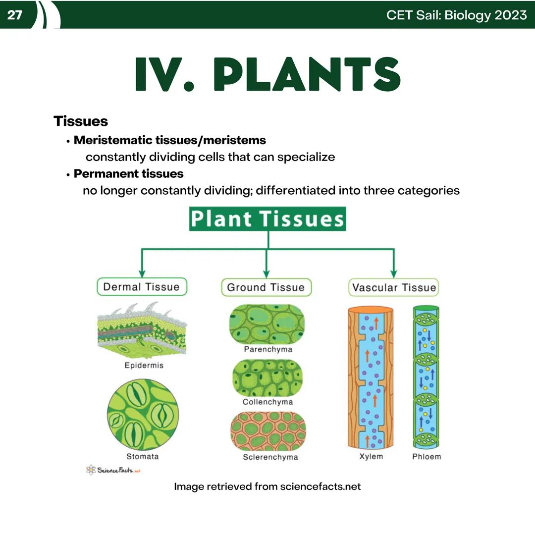 CET
SAIL!
with
SCIENCE
VOLUME 2: SCIENCE
I. Biology (1st Half) CET sail with
SCIENCE
Topic Outline
I. Biology
1. Branches of Biology
2. Cell