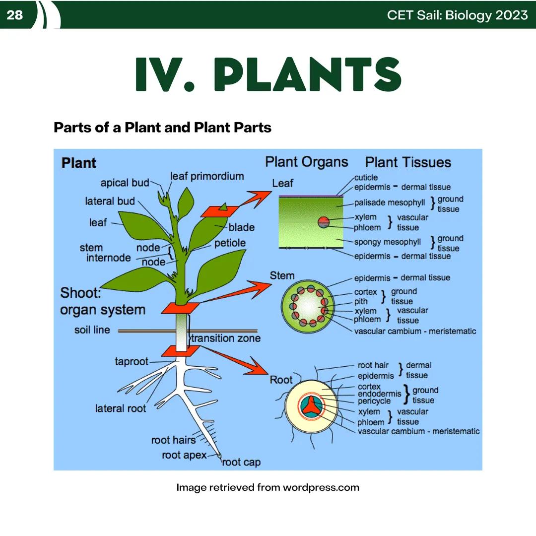 CET
SAIL!
with
SCIENCE
VOLUME 2: SCIENCE
I. Biology (1st Half) CET sail with
SCIENCE
Topic Outline
I. Biology
1. Branches of Biology
2. Cell