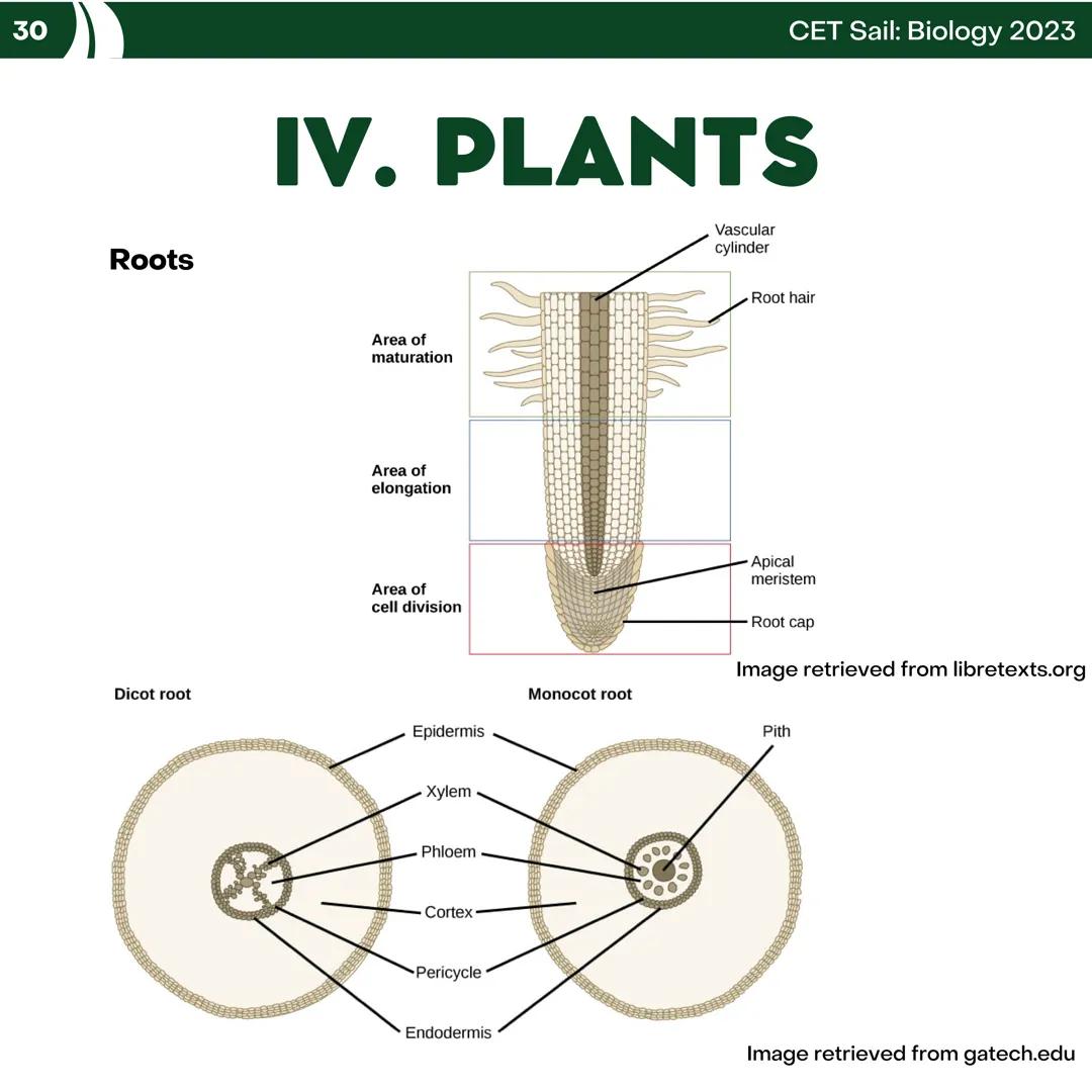 CET
SAIL!
with
SCIENCE
VOLUME 2: SCIENCE
I. Biology (1st Half) CET sail with
SCIENCE
Topic Outline
I. Biology
1. Branches of Biology
2. Cell