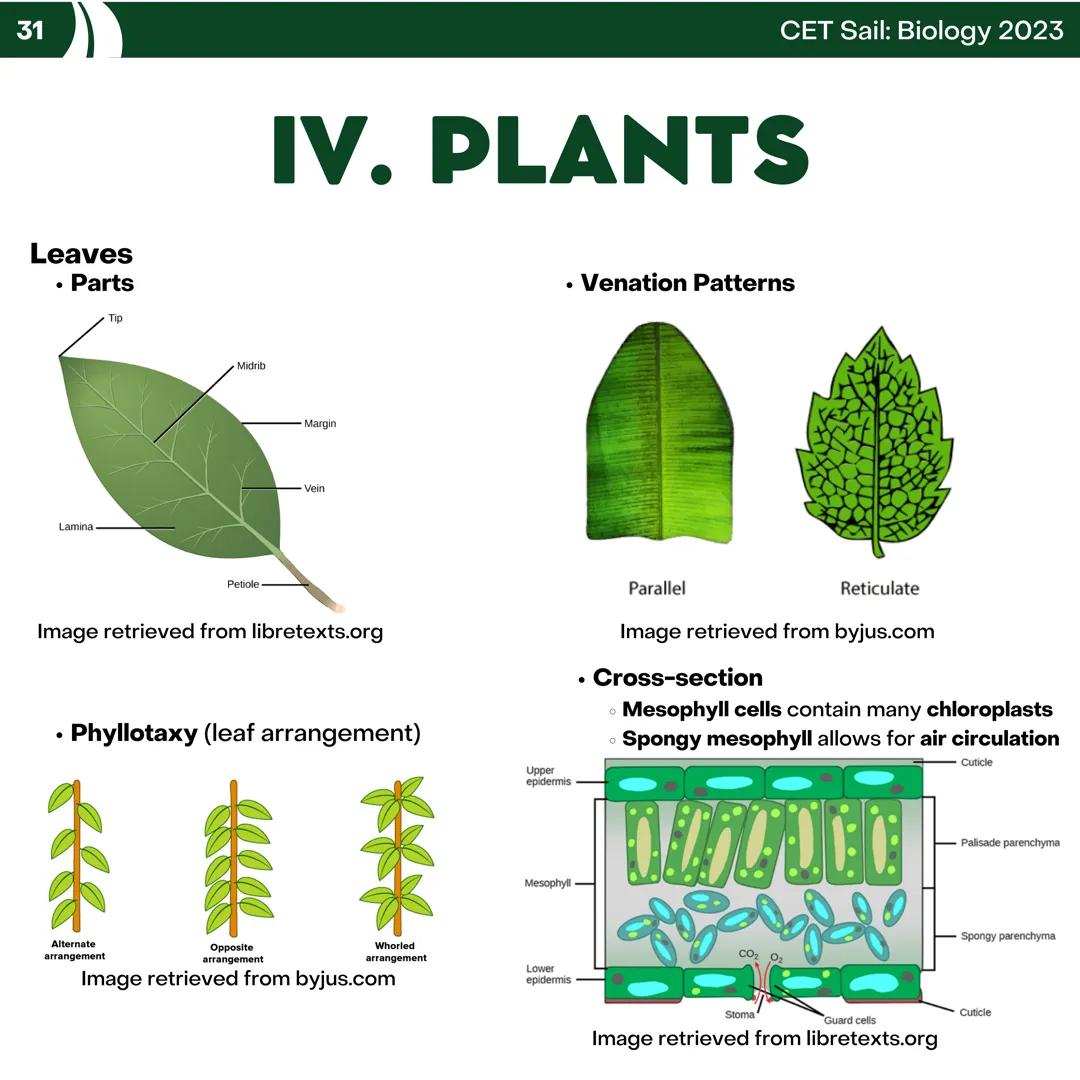 CET
SAIL!
with
SCIENCE
VOLUME 2: SCIENCE
I. Biology (1st Half) CET sail with
SCIENCE
Topic Outline
I. Biology
1. Branches of Biology
2. Cell