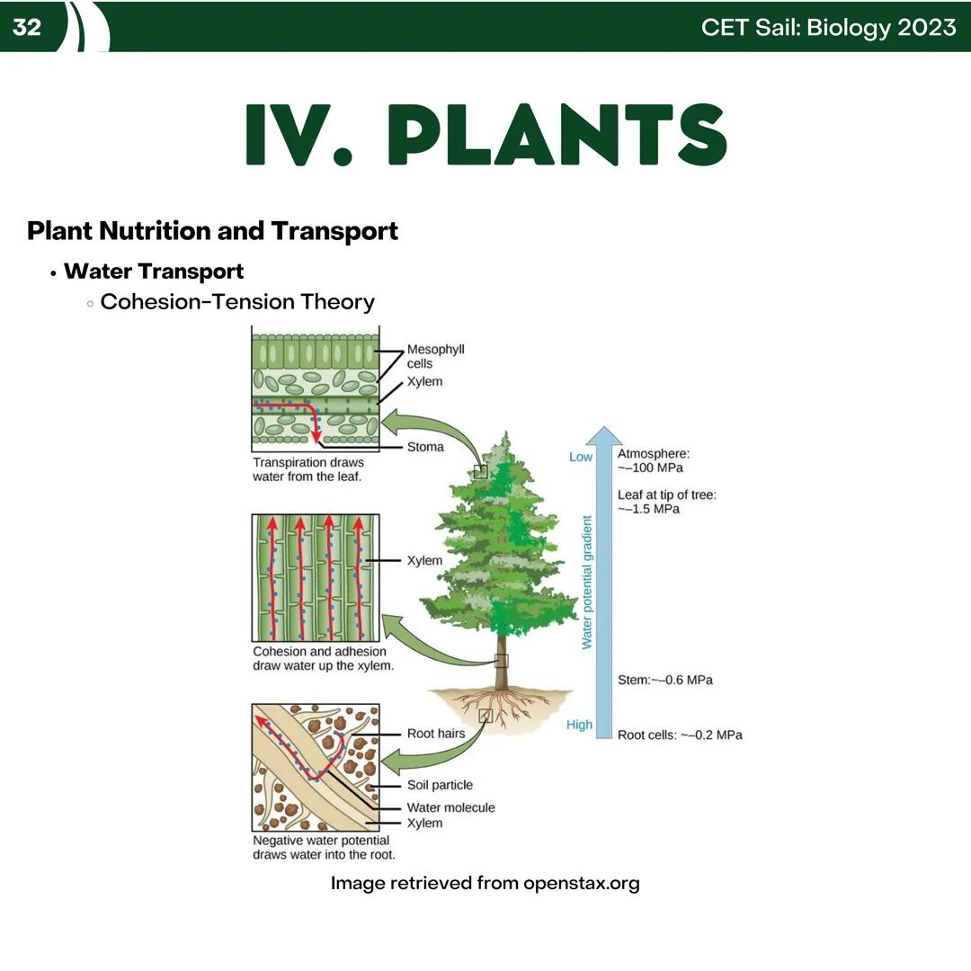 CET
SAIL!
with
SCIENCE
VOLUME 2: SCIENCE
I. Biology (1st Half) CET sail with
SCIENCE
Topic Outline
I. Biology
1. Branches of Biology
2. Cell