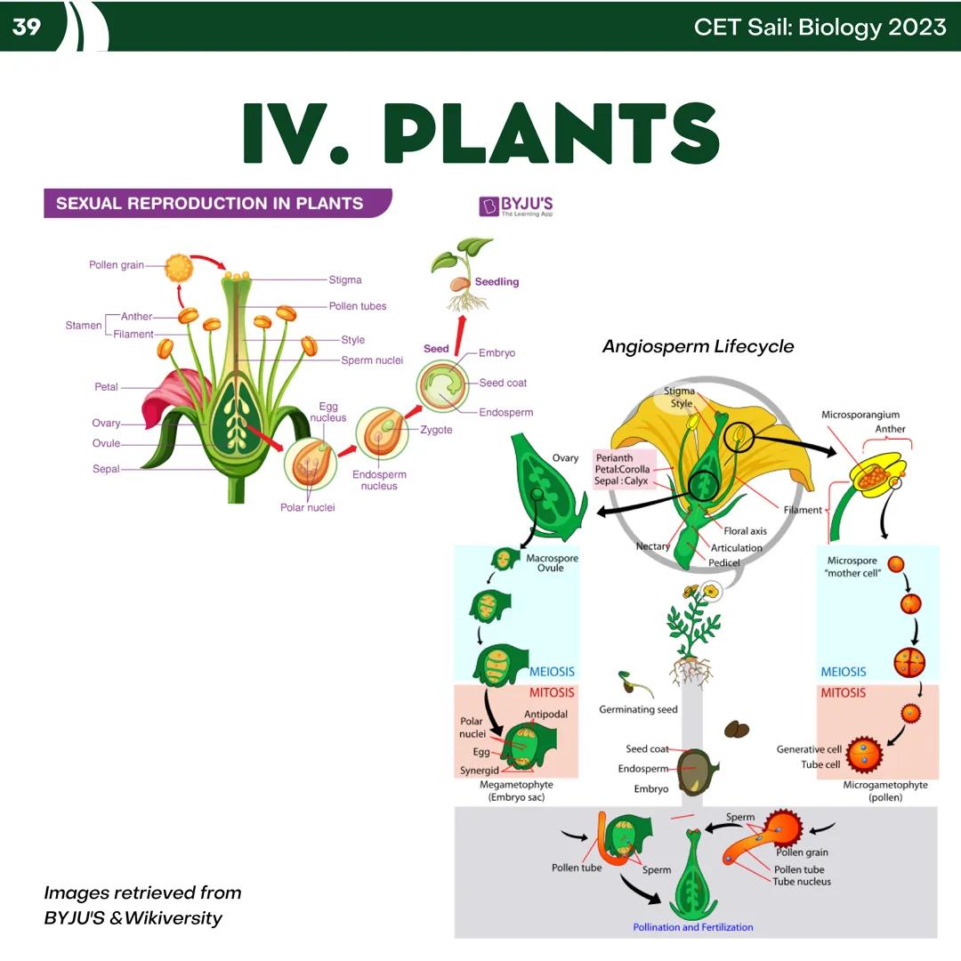 CET
SAIL!
with
SCIENCE
VOLUME 2: SCIENCE
I. Biology (1st Half) CET sail with
SCIENCE
Topic Outline
I. Biology
1. Branches of Biology
2. Cell