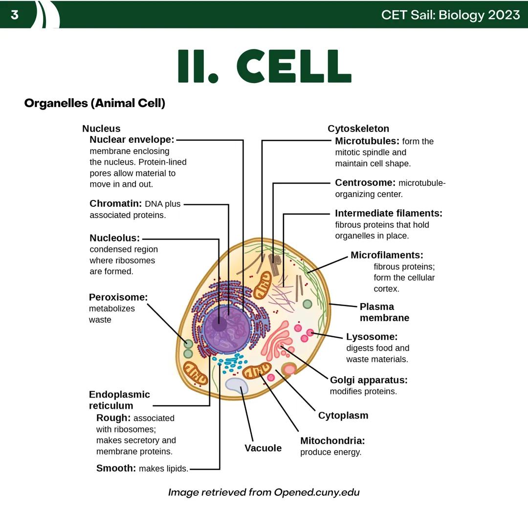 CET
SAIL!
with
SCIENCE
VOLUME 2: SCIENCE
I. Biology (1st Half) CET sail with
SCIENCE
Topic Outline
I. Biology
1. Branches of Biology
2. Cell