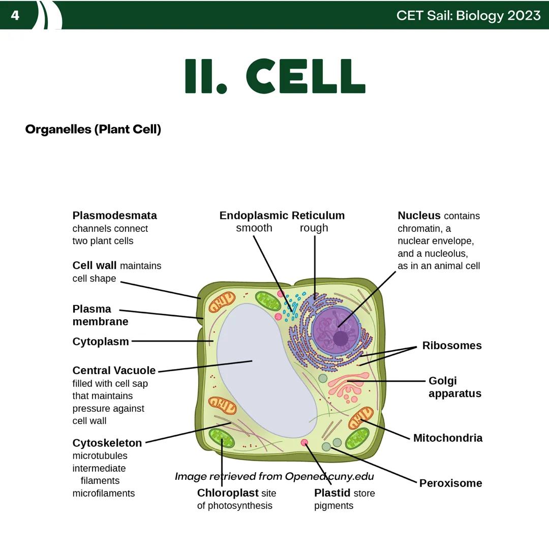 CET
SAIL!
with
SCIENCE
VOLUME 2: SCIENCE
I. Biology (1st Half) CET sail with
SCIENCE
Topic Outline
I. Biology
1. Branches of Biology
2. Cell