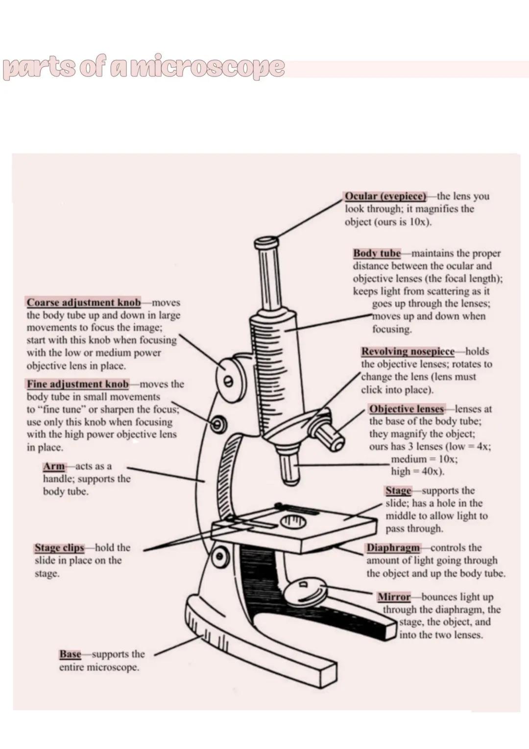 parts of a microscope
Coarse adjustment knob—moves
the body tube up and down in large
movements to focus the image;
start with this knob wh