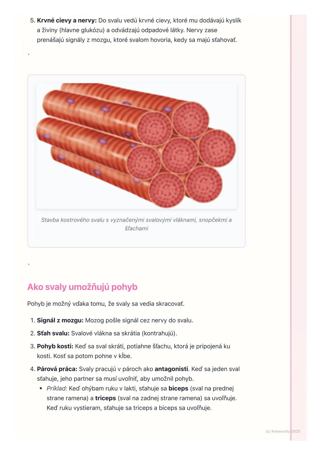 # Svaly a ich činnosť
1. Prehľad / Úvod
Svaly sú super dôležitá časť nášho tela. Spolu s kosťami tvoria opornú a
pohybovú sústavu, ktorá n