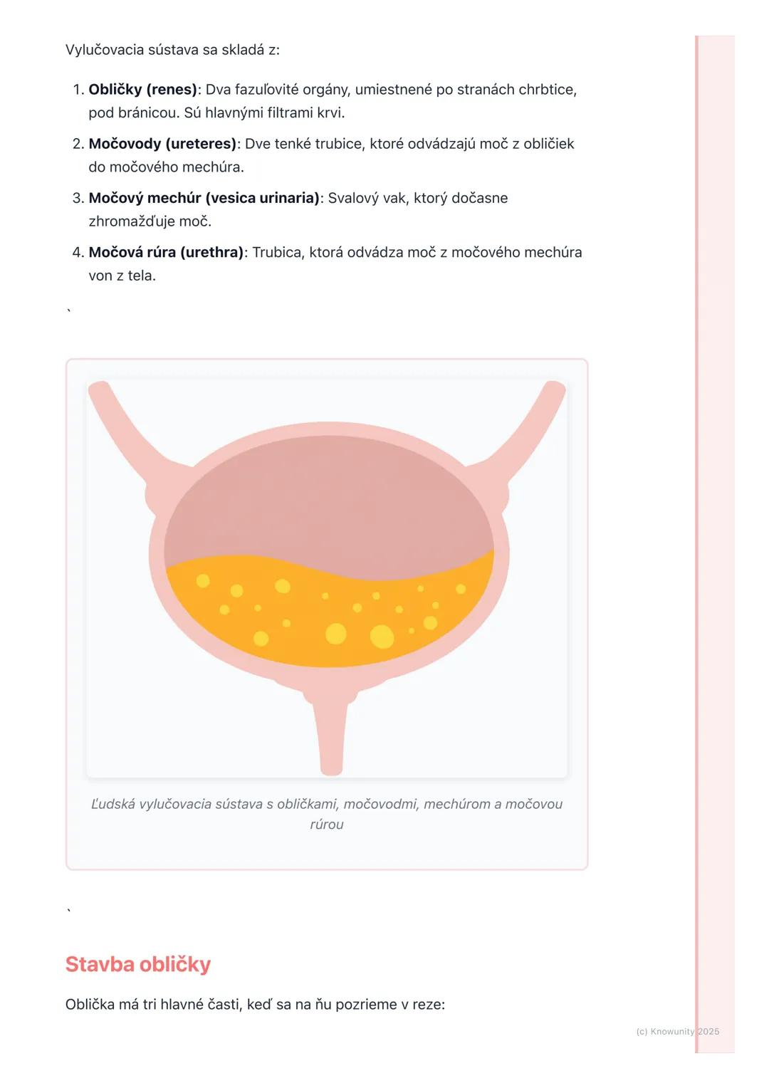 # Vylučovacia sústava
1. Prehľad vylučovacej sústavy
Vylučovacia sústava je pre naše telo super dôležitá, lebo sa stará o to, aby sme
sa z