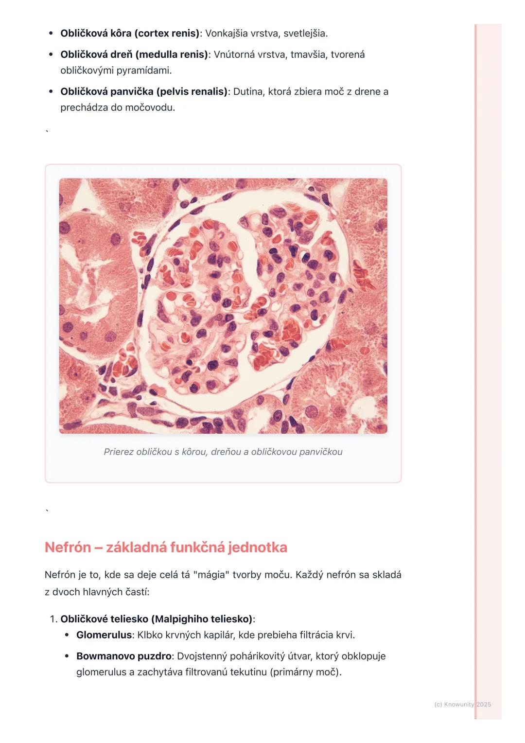 # Vylučovacia sústava
1. Prehľad vylučovacej sústavy
Vylučovacia sústava je pre naše telo super dôležitá, lebo sa stará o to, aby sme
sa z