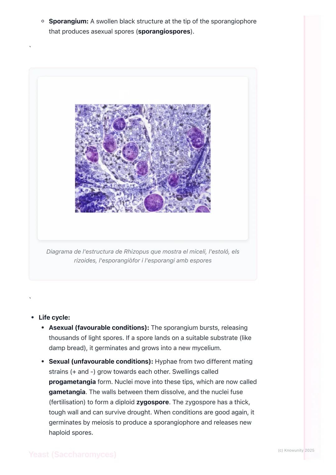 # Fungi
General characteristics of fungi
Fungi are a unique kingdom of organisms, separate from plants and animals.
They are eukaryotic, m